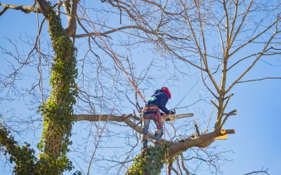 tree-service-worker-arborist-pruning-large-branche-2024-09-23-09-46-58-utc